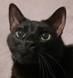 closeupcat.png