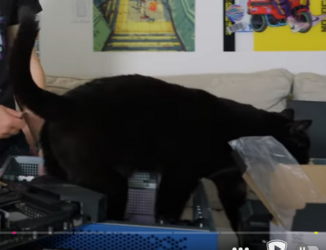 Catsoooom1.PNG