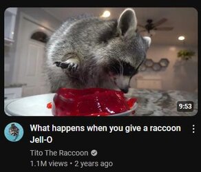 coon.jpg