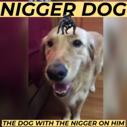 NIGGER DOG.png