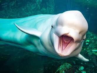 beluga.jpg