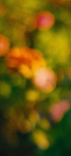 blurry~flowers~2.jpg