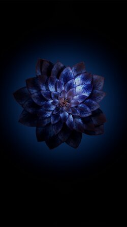Flowers~2.jpg