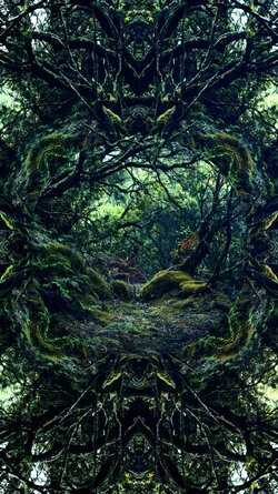 Forest~Oracle~II.jpg