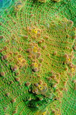 Dragon's~Lily~Pad.jpg