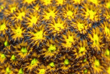 Pineapple~Pasture.jpg