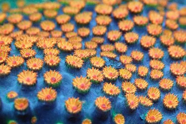 Marigold~Garden.jpg
