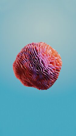 Coral_4.jpg