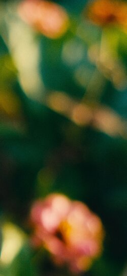 blurry~flowers~1.jpg