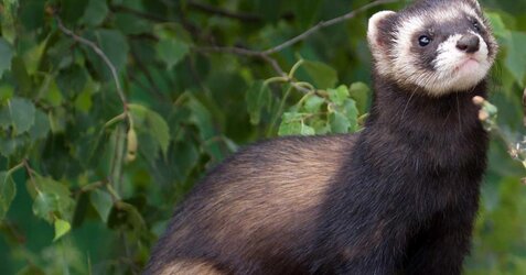 european-polecat-hero-philip-bird-183900191.jpg