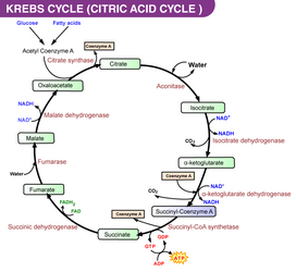 krebs-cycle-diagram.png