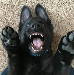 german.shepherd.playing.jpg