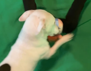 Slobbermuttcameo.png