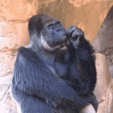 thinking-thinking-ape.gif
