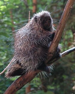 440px-Porcupine-BioDome.jpg