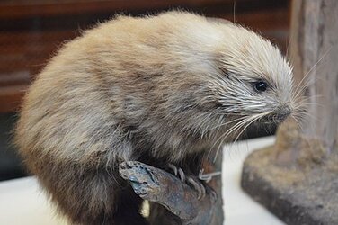 440px-Brown_hairy_dwarf_porcupine_-_Coendou_vestitus_(02)_-_NHMI.jpg
