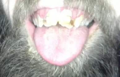 closeupfortaylor.png