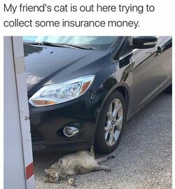 SusCat.jpeg