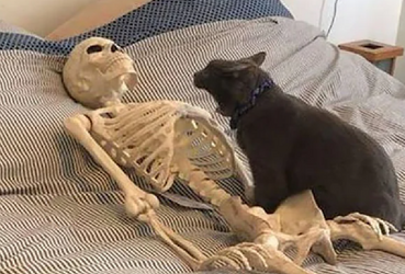 miaoewskeleton.png