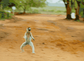 lemur.gif