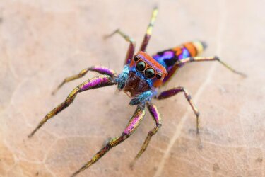 Chrysilla_Volupe.jpg