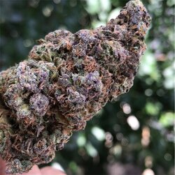blueberry-headband__primary_f4ee.jpg