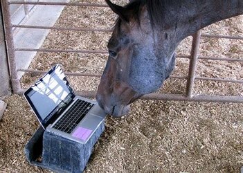 computerhorse.jpg