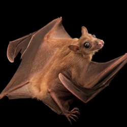 le bat.png