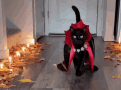 black-cat-halloween-costume-catwalk-93qaspdut0xvnqed-2544490480.gif