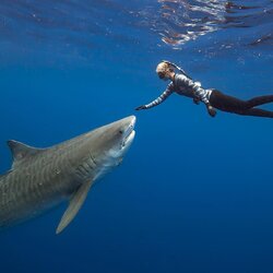1. Ocean Ramsey Redirecting Shark.jpg 1. Ocean Ramsey Redirecting Shark.jpg