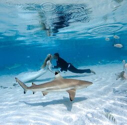 3. Underwater Shark Wedding.jpg