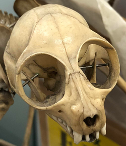 slow loris skull.png