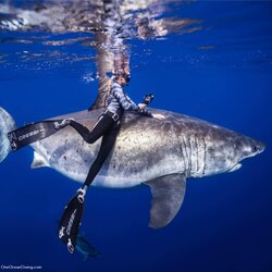 7. Kayleigh Nicole Grant Shark.jpg
