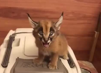 miniaturefloppy.png
