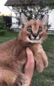 miniatureflop.png
