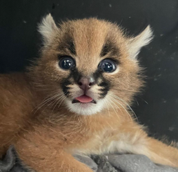 blem.png