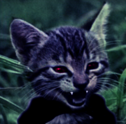 Vampire_kitty.png