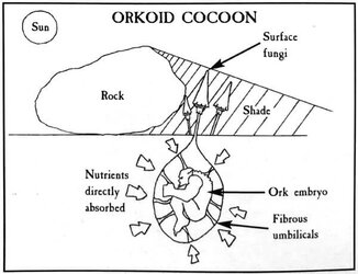 ork-reproduction-2887232296.jpg