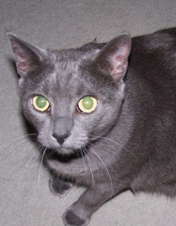 kitty.png kitty.png