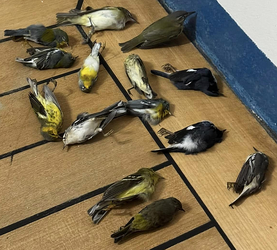 nsfw_dead_birds.png