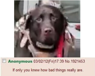 saddog.jpg