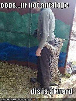 funny-pictures-big-cat-realizes-that-you-are-not-an-antelope.jpg