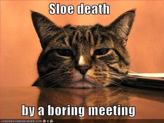 funny-pictures-cat-sleeps-boring-meeting.jpg