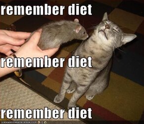 funny-pictures-cat-smells-rat-and-tries-to-remember-his-diet.jpg