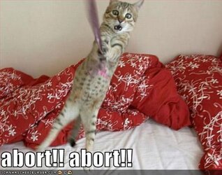 funny-pictures-cat-wishes-to-abort-his-mission.jpg