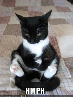 funny-pictures-crosslegged-cat.jpg