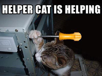 helpercat.jpg