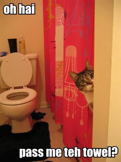 oh-hai-pass-me-teh-towel.jpg