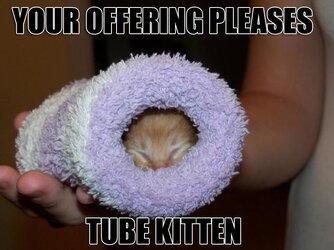 tubekitten.jpg