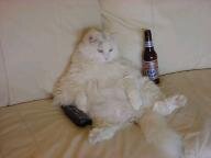 fatcat.jpg